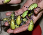 green beetles